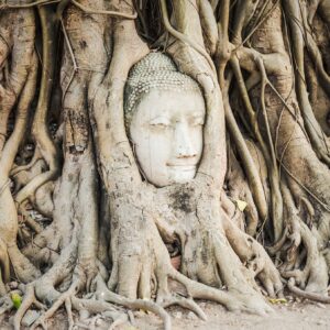 Buddha head overgrown by fig tree in Wat Mahathat. Ayutthaya historical park